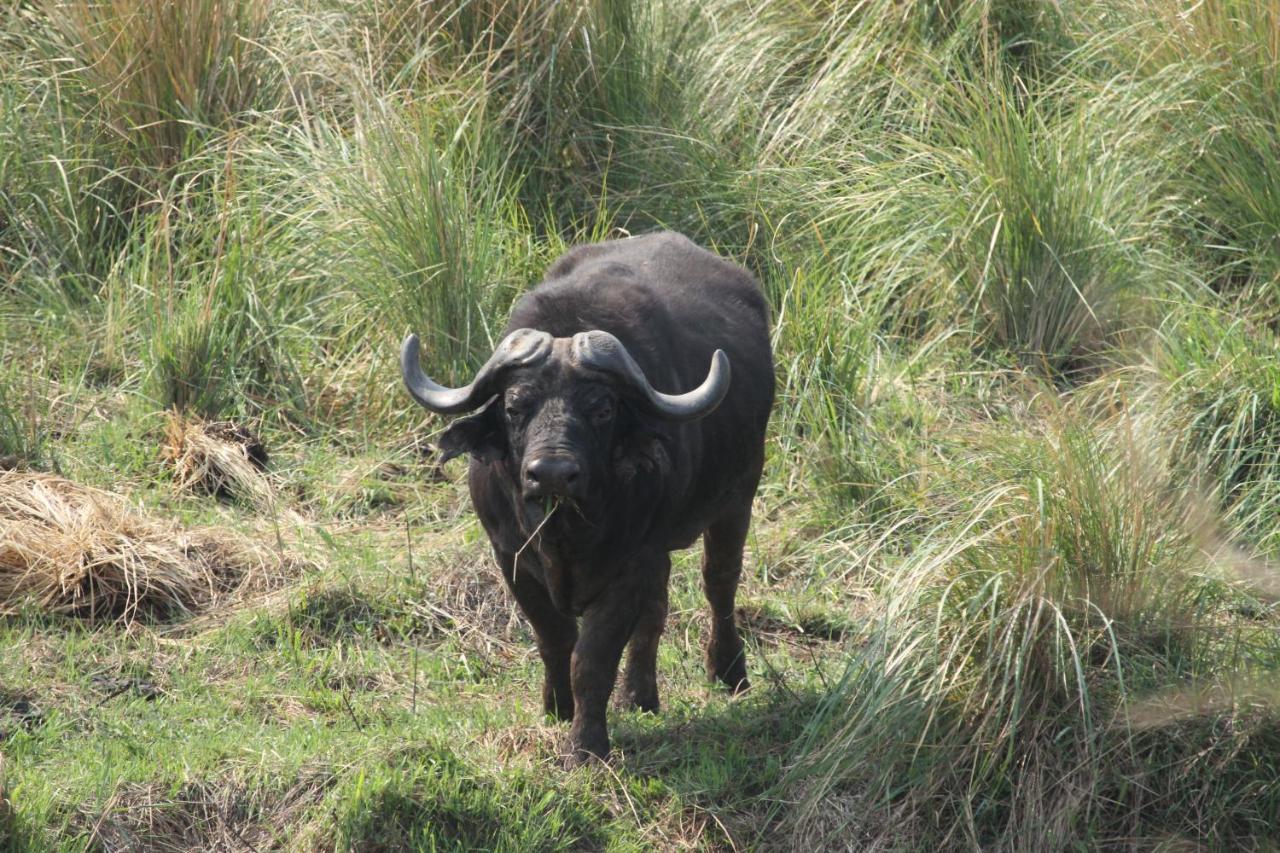 Inzalo Safari Lodge Riserva Naturale di Welgevonden Esterno foto