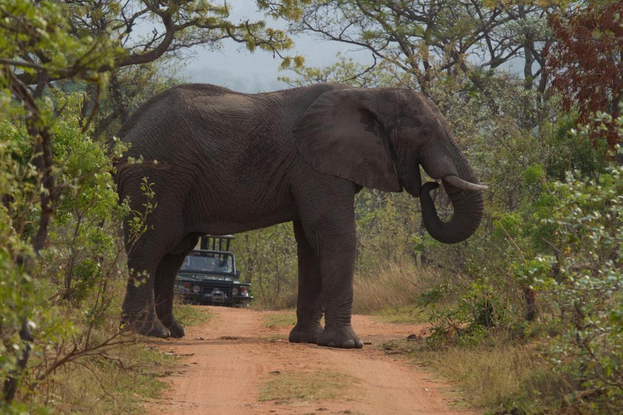 Inzalo Safari Lodge Riserva Naturale di Welgevonden Esterno foto