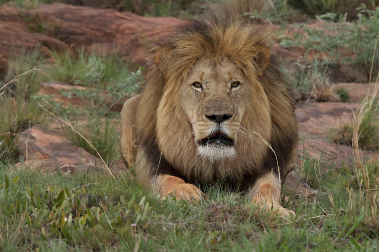 Inzalo Safari Lodge Riserva Naturale di Welgevonden Esterno foto